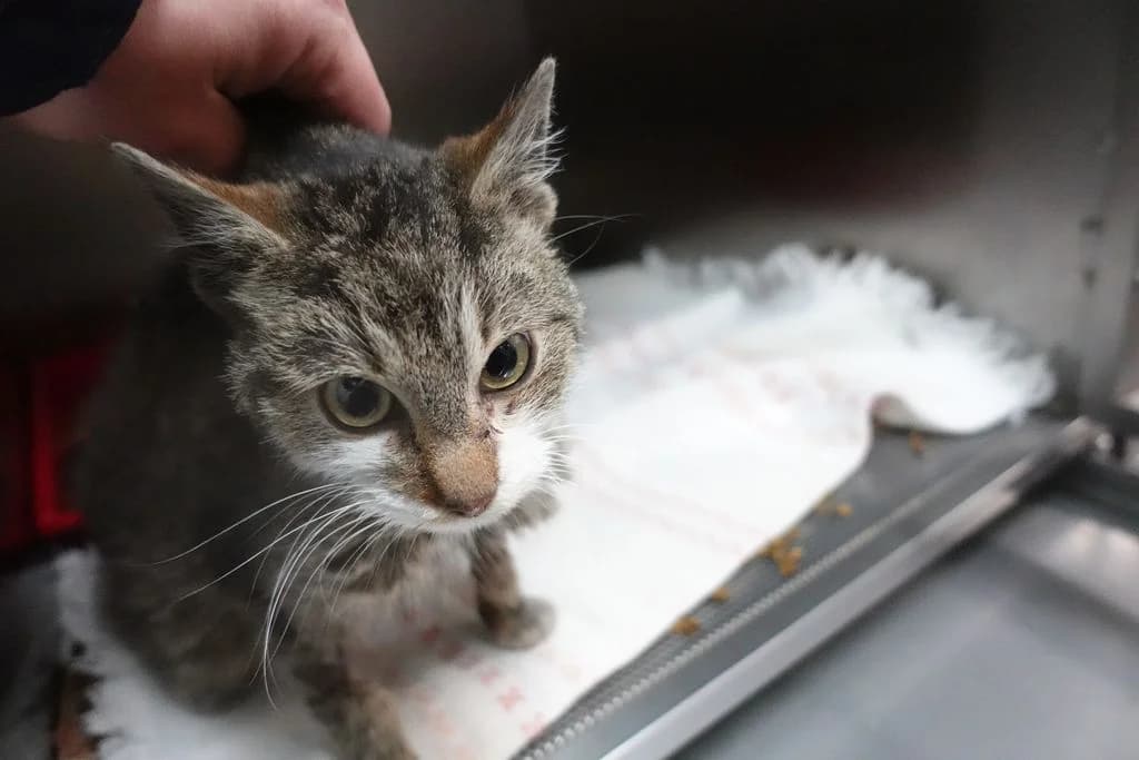ELMER, male mixed breed for adoption at Schronisko Promyk Gdańsk, Gdansk
