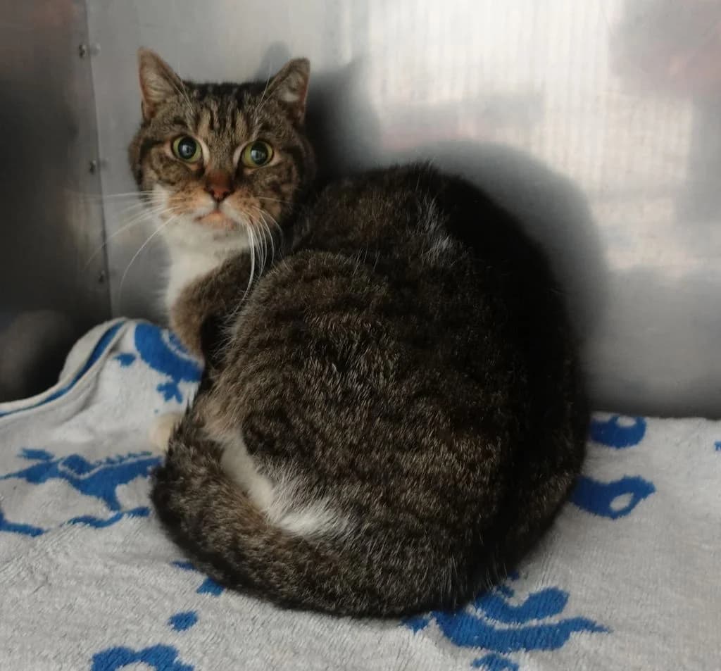 MEGI, female mixed breed for adoption at Schronisko Promyk Gdańsk, Gdansk