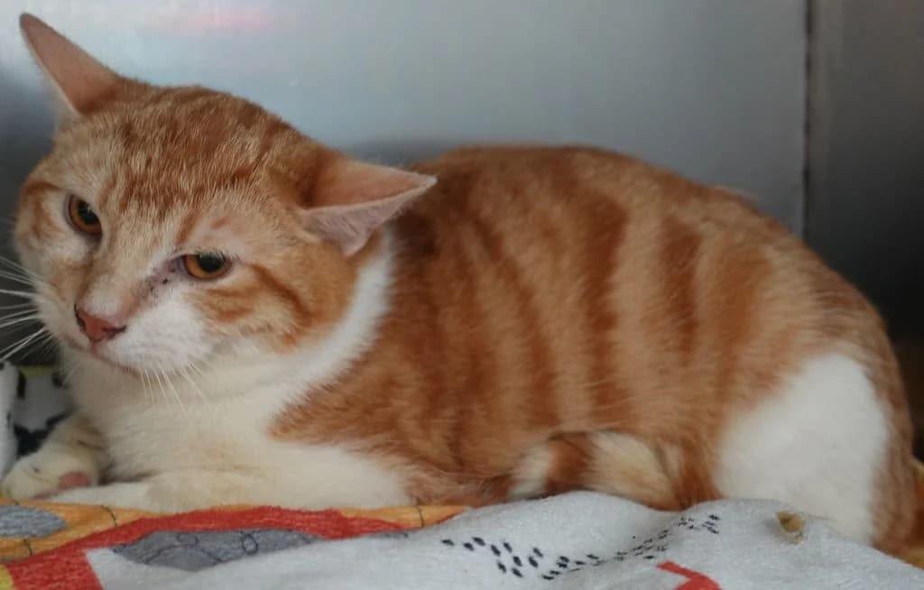 MUFFI, male mixed breed for adoption at Schronisko Promyk Gdańsk, Gdansk