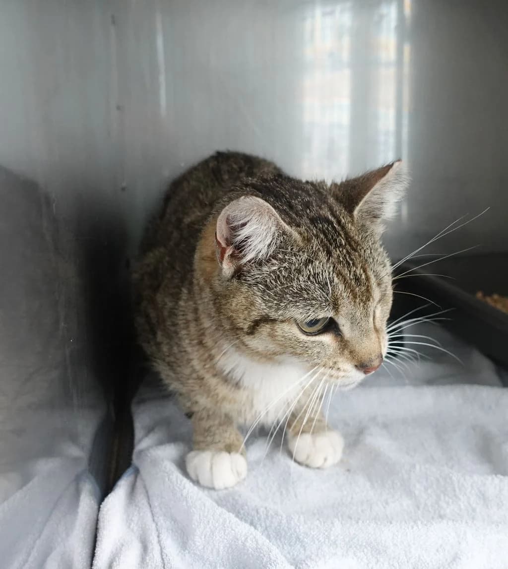 KAMILA, female mixed breed for adoption at Schronisko Promyk Gdańsk, Gdansk