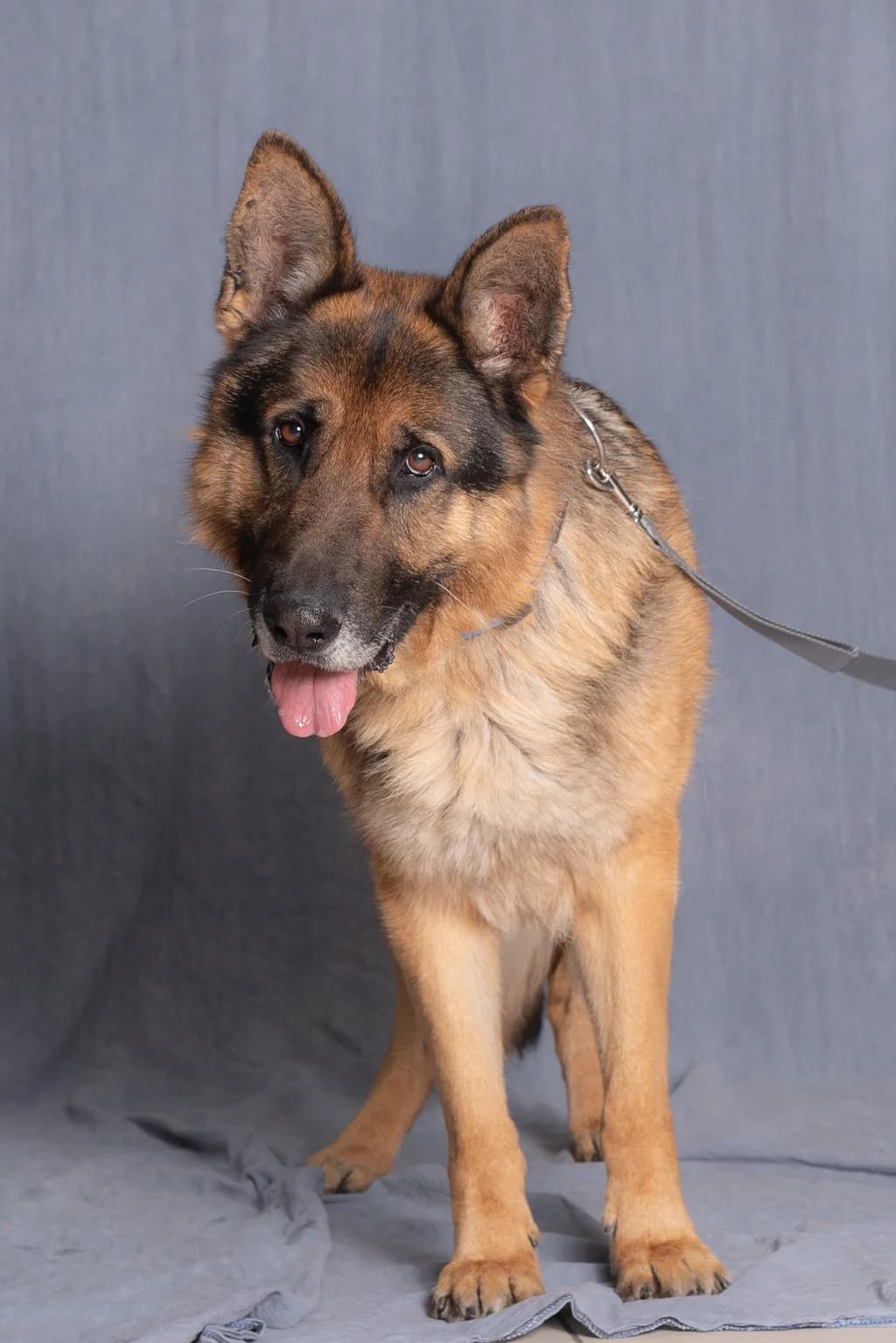 NOSTER, male 6yo mixed breed for adoption at Schronisko Promyk Gdańsk, Gdansk