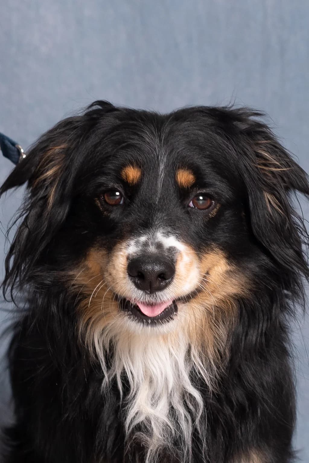 MARKO, male mixed breed for adoption at Schronisko Promyk Gdańsk, Gdansk