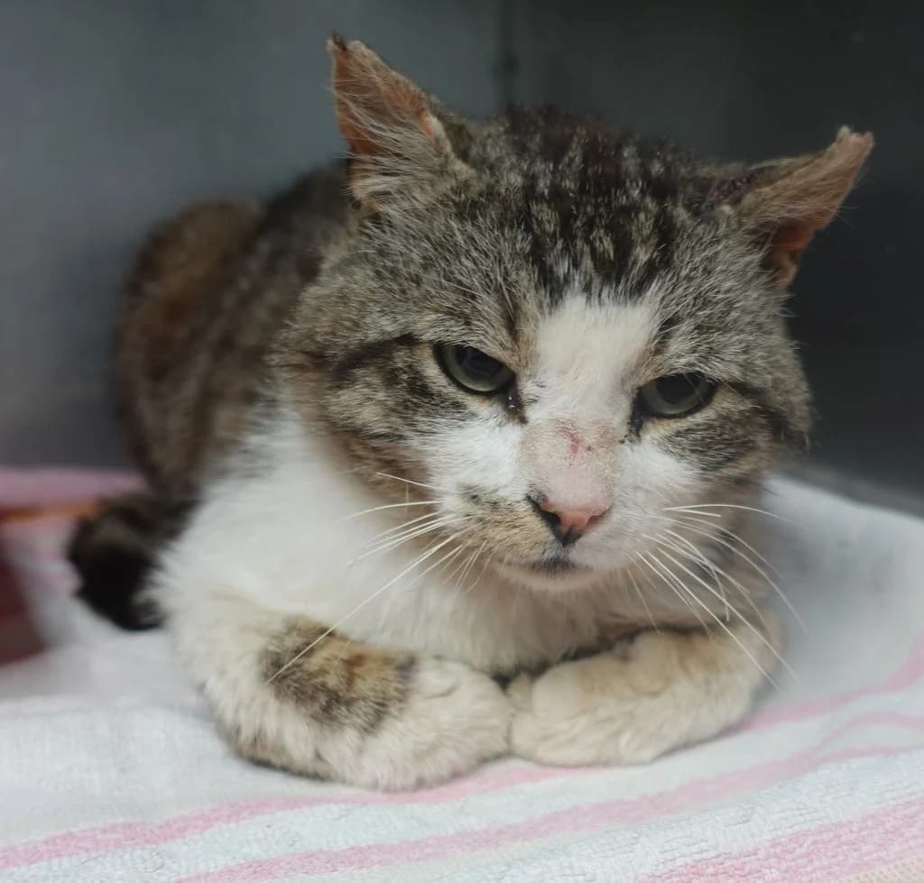 HOGAN, male mixed breed for adoption at Schronisko Promyk Gdańsk, Gdansk