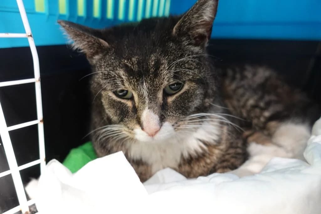 Z, male mixed breed for adoption at Schronisko Promyk Gdańsk, Gdansk