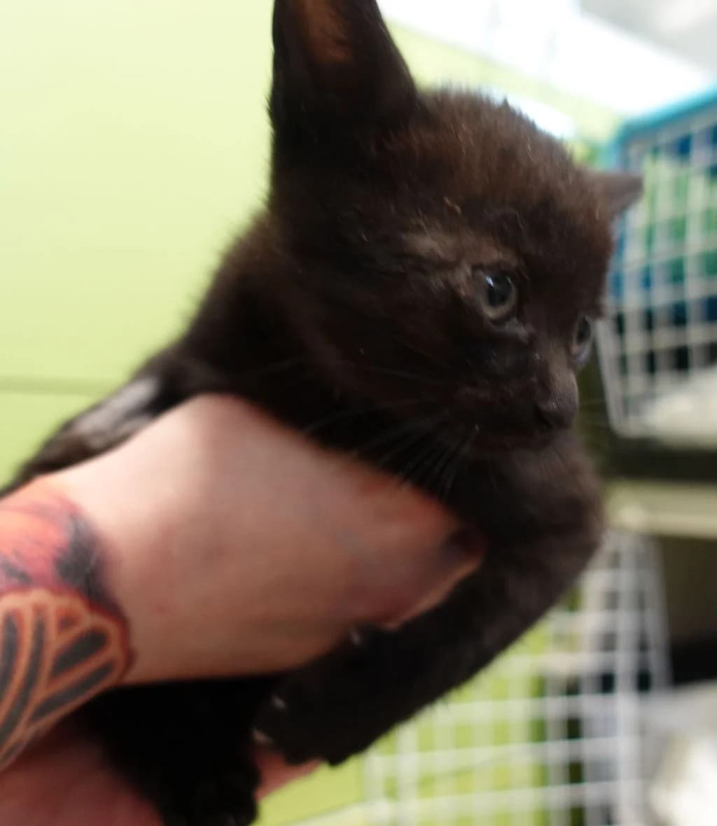 PLASTEREK,  mixed breed for adoption at Schronisko Promyk Gdańsk, Gdansk