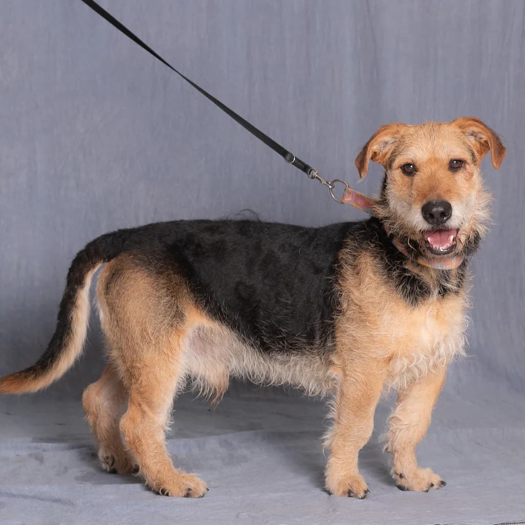 SZARUŚ, male young mixed breed for adoption at Schronisko Promyk Gdańsk, Gdansk