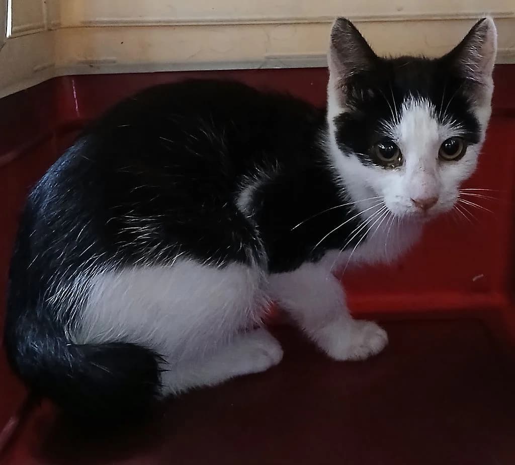 ZNALEZIONY, male mixed breed for adoption at Schronisko Promyk Gdańsk, Gdansk