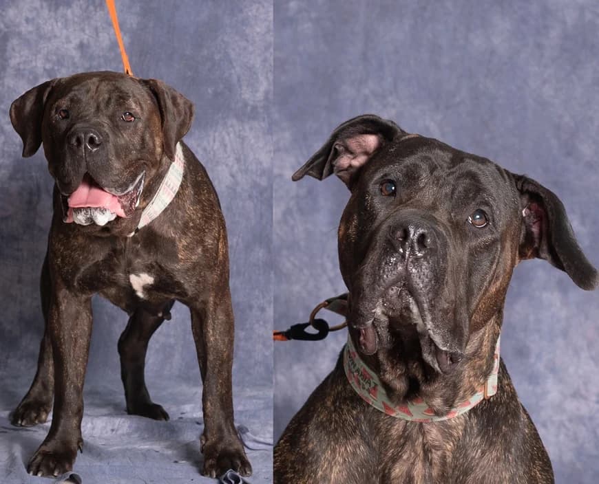 PANDORA I LAGHERTA, female 5yo mixed breed for adoption at Schronisko Promyk Gdańsk, Gdansk