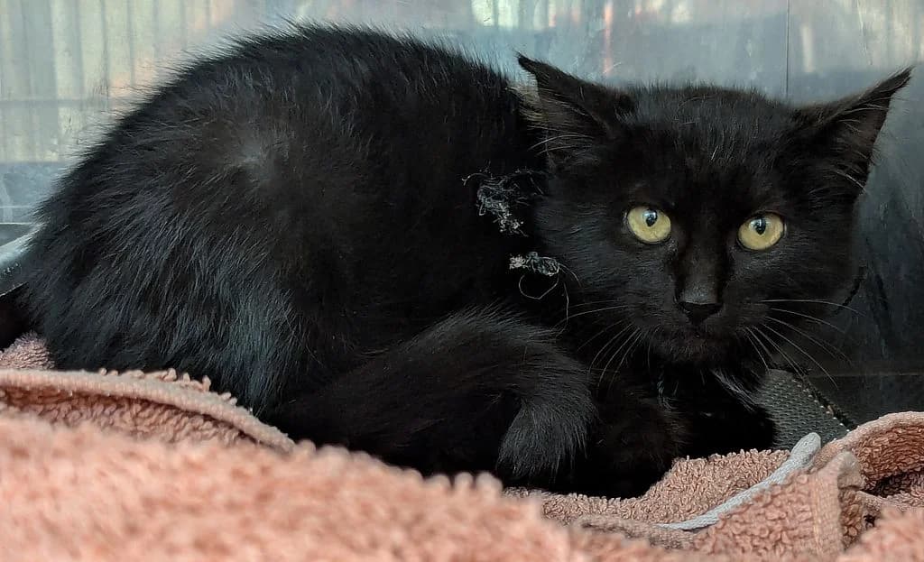 LINKA, female mixed breed for adoption at Schronisko Promyk Gdańsk, Gdansk