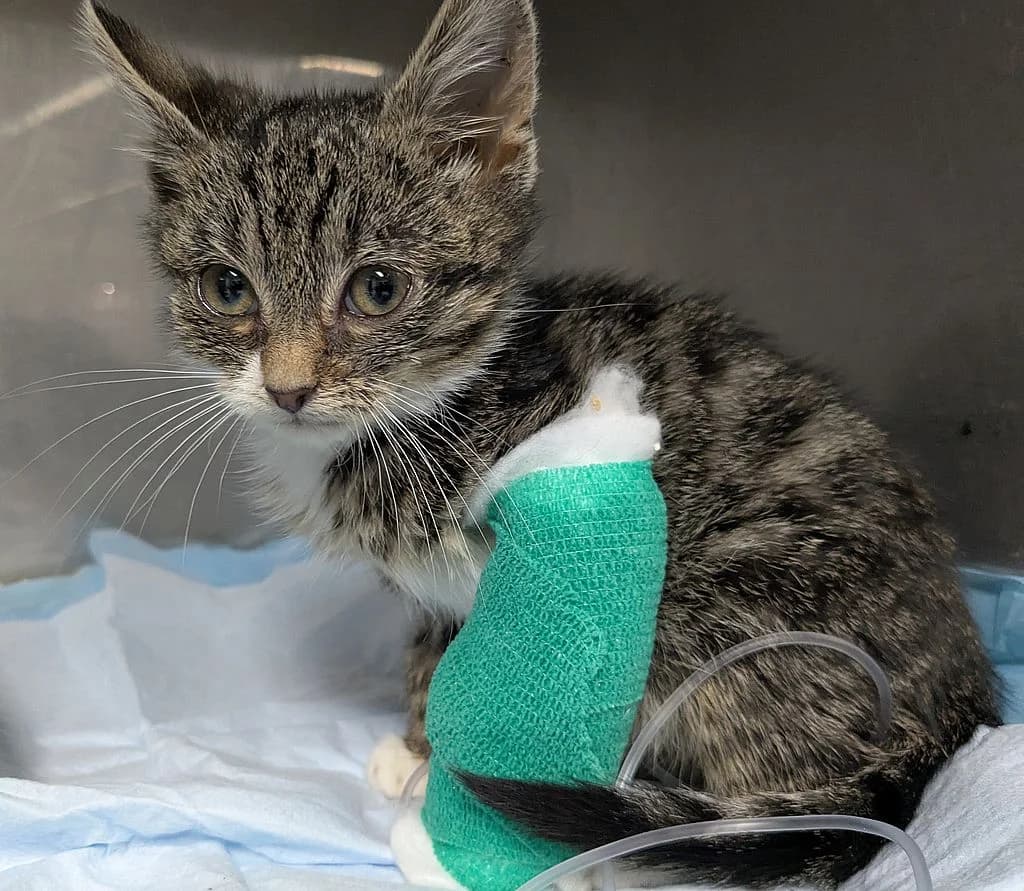 PRZYWIEZIONA, female mixed breed for adoption at Schronisko Promyk Gdańsk, Gdansk