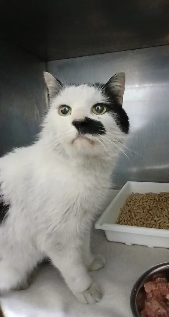 ZNALEZIONY, male mixed breed for adoption at Schronisko Promyk Gdańsk, Gdansk