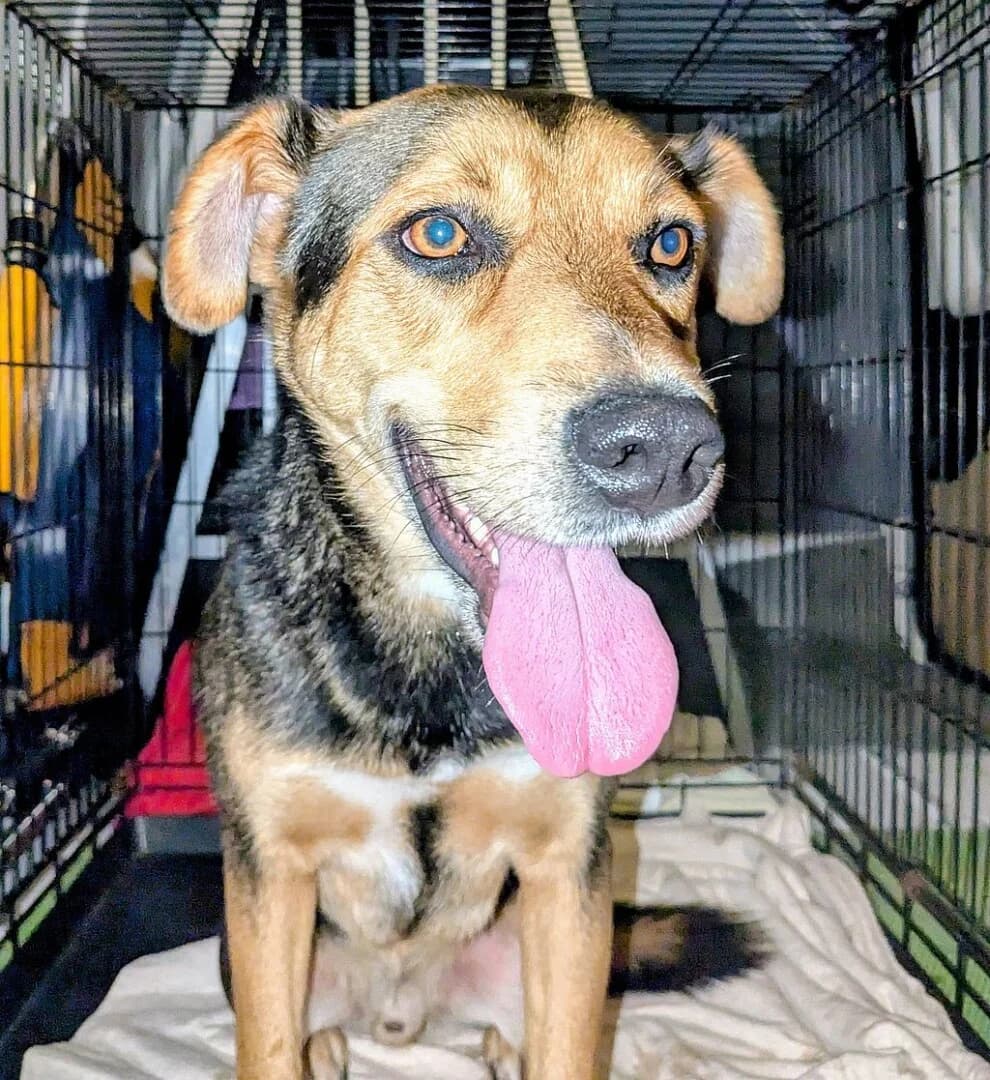 Z, male mixed breed for adoption at Schronisko Promyk Gdańsk, Gdansk