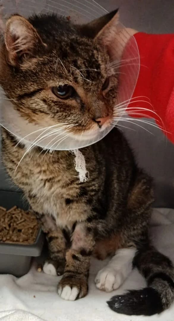 PRZYWIEZIONY, male mixed breed for adoption at Schronisko Promyk Gdańsk, Gdansk