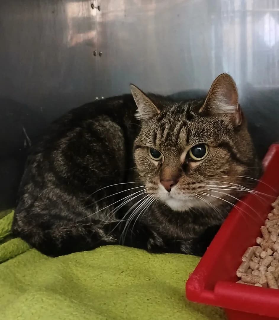 PRZYWIEZIONA, female mixed breed for adoption at Schronisko Promyk Gdańsk, Gdansk