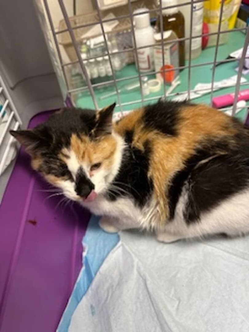 PRZYWIEZIONA, female mixed breed for adoption at Schronisko Promyk Gdańsk, Gdansk