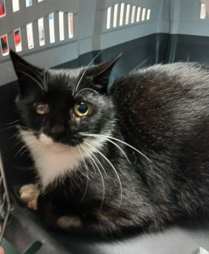 PRZYWIEZIONA, female mixed breed for adoption at Schronisko Promyk Gdańsk, Gdansk