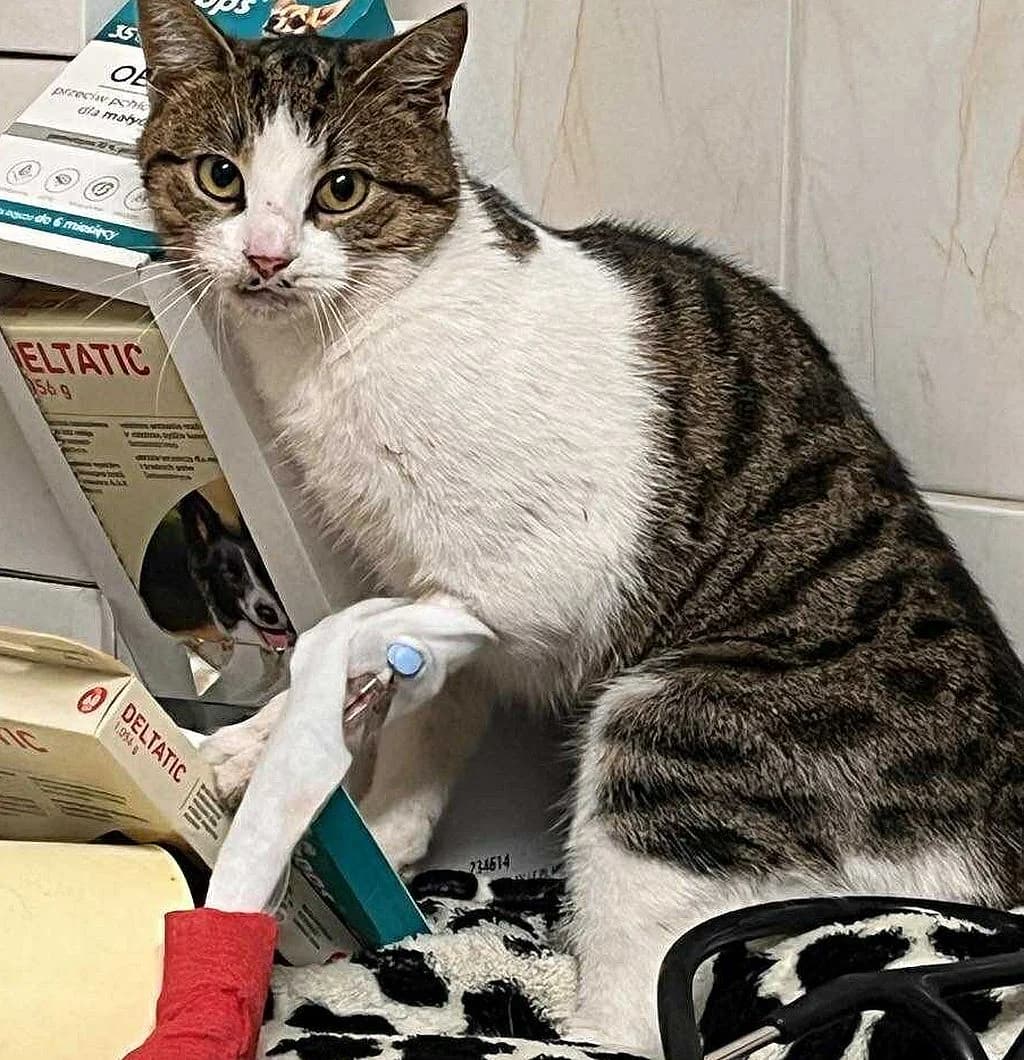 Z, female mixed breed for adoption at Schronisko Promyk Gdańsk, Gdansk