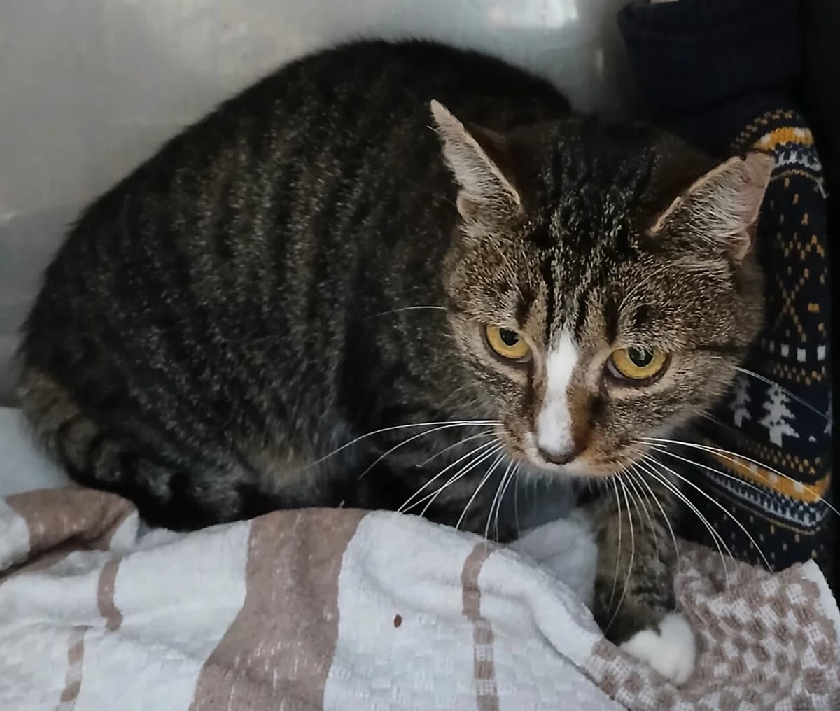 Z, female mixed breed for adoption at Schronisko Promyk Gdańsk, Gdansk