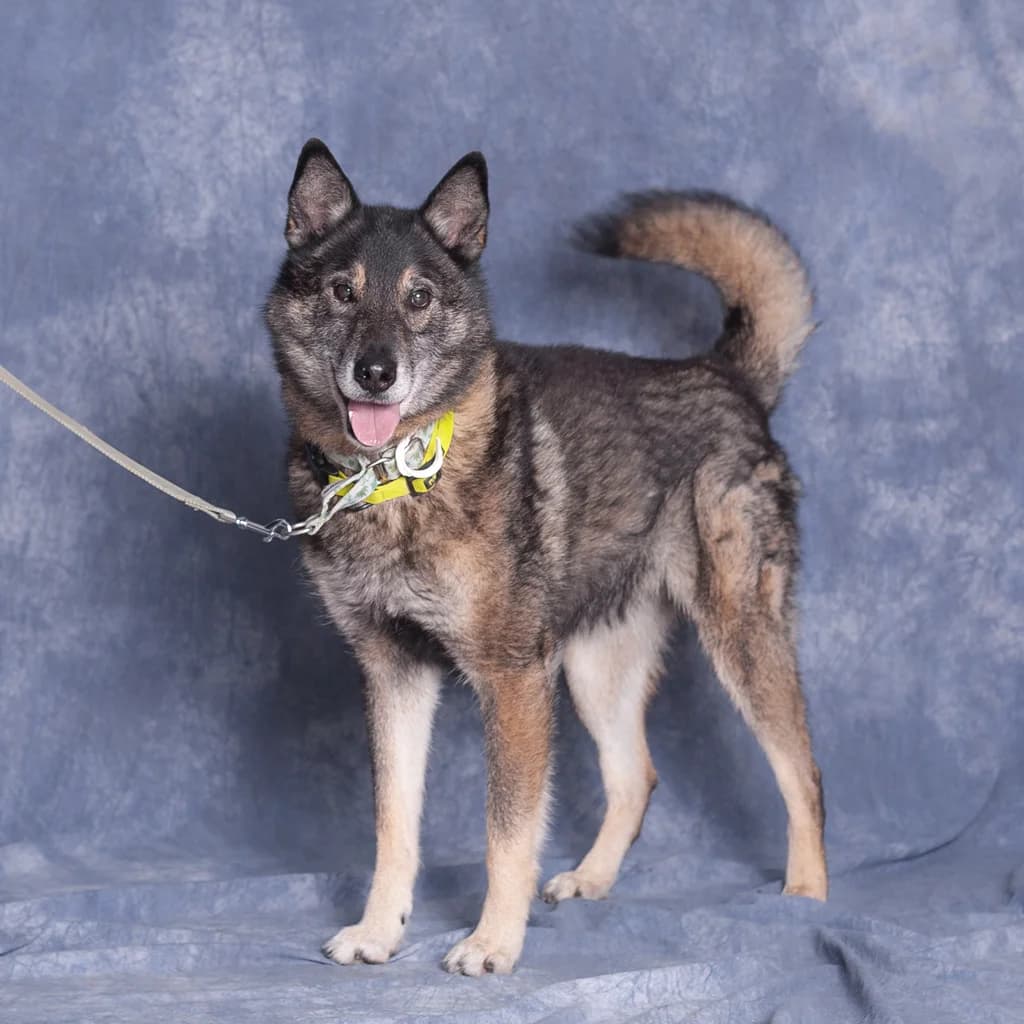 DŻEKI, male senior mixed breed for adoption at Schronisko Promyk Gdańsk, Gdansk