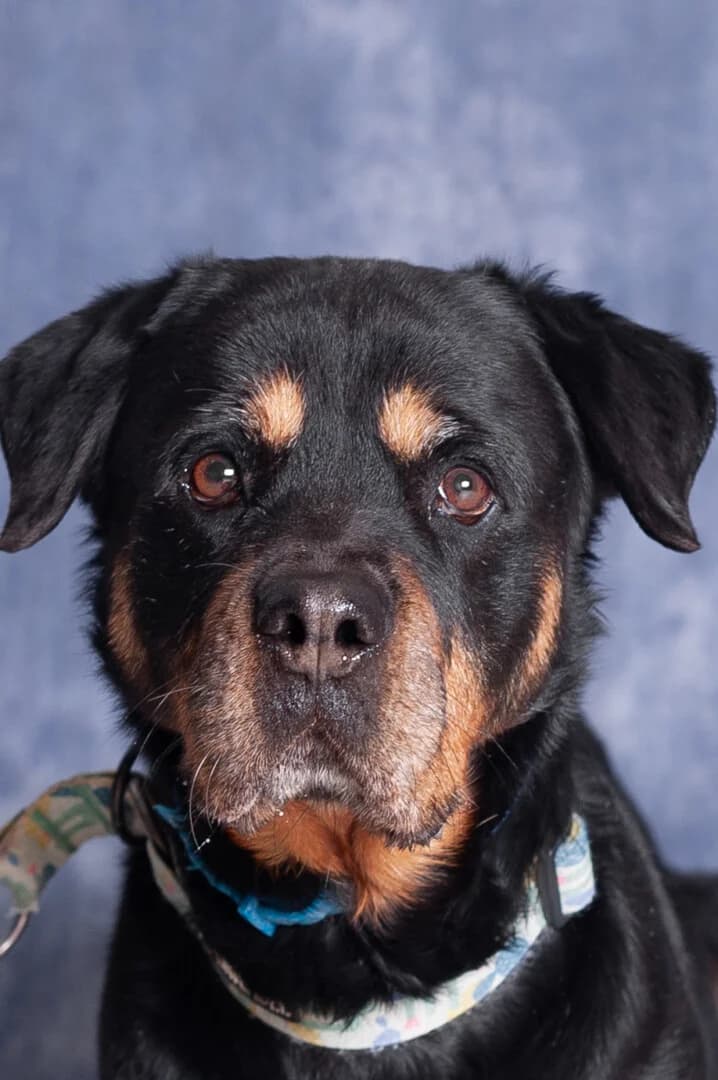 SZIRA, female 6yo mixed breed for adoption at Schronisko Promyk Gdańsk, Gdansk