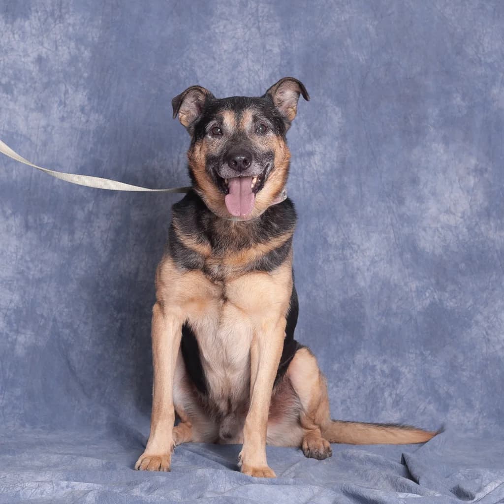 Wesoły HARRISON, male 6yo mixed breed for adoption at Schronisko Promyk Gdańsk, Gdansk