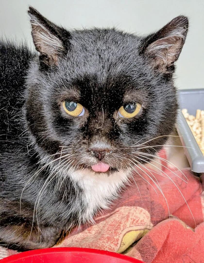 PRZYWIEZIONY, male mixed breed for adoption at Schronisko Promyk Gdańsk, Gdansk