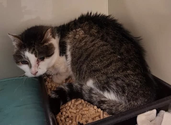 PRZYWIEZIONY, male mixed breed for adoption at Schronisko Promyk Gdańsk, Gdansk