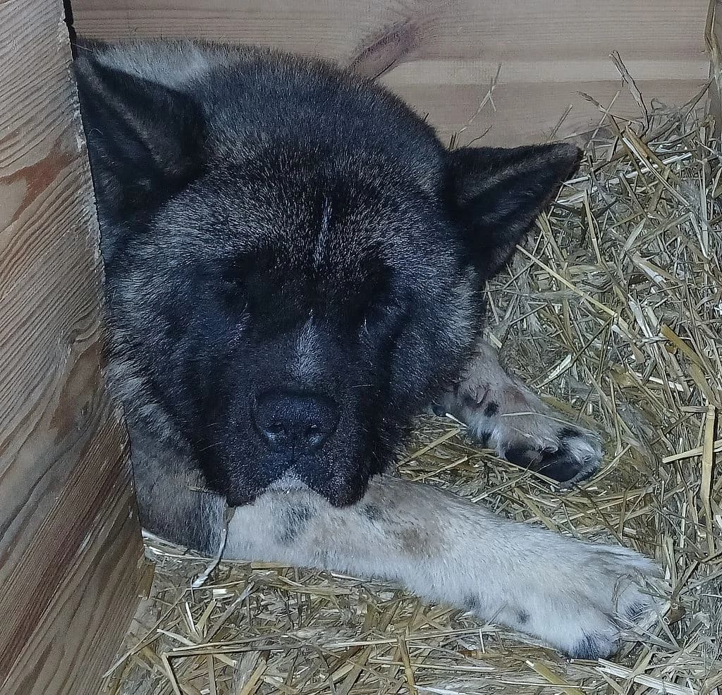 Z, male mixed breed for adoption at Schronisko Promyk Gdańsk, Gdansk