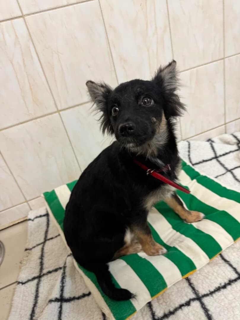 PRZYWIEZIONA, female mixed breed for adoption at Schronisko Promyk Gdańsk, Gdansk