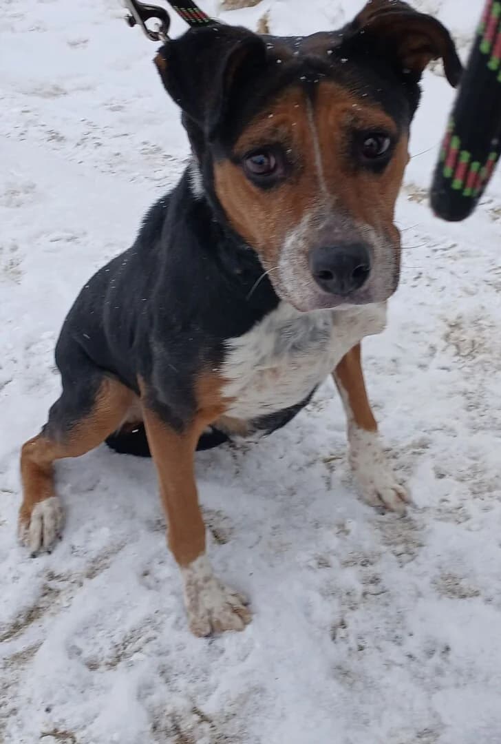Z, female mixed breed for adoption at Schronisko Promyk Gdańsk, Gdansk