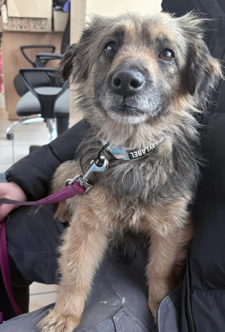 ZNALEZIONY, male mixed breed for adoption at Schronisko Promyk Gdańsk, Gdansk