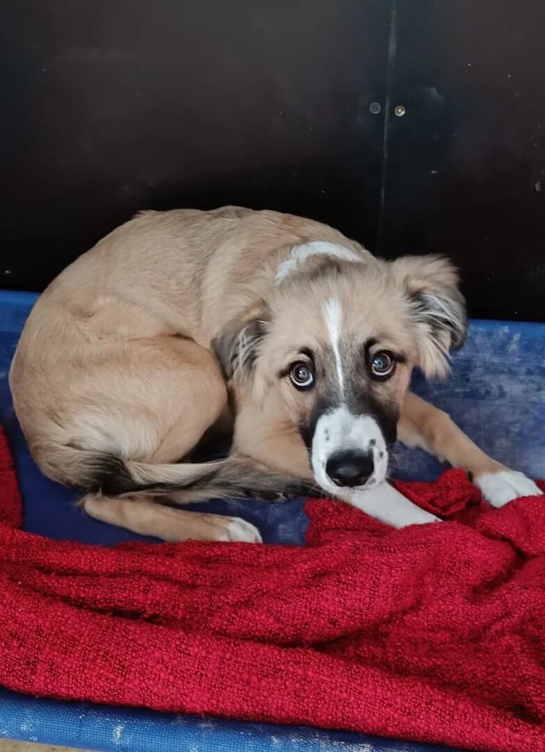 Z, male mixed breed for adoption at Schronisko Promyk Gdańsk, Gdansk