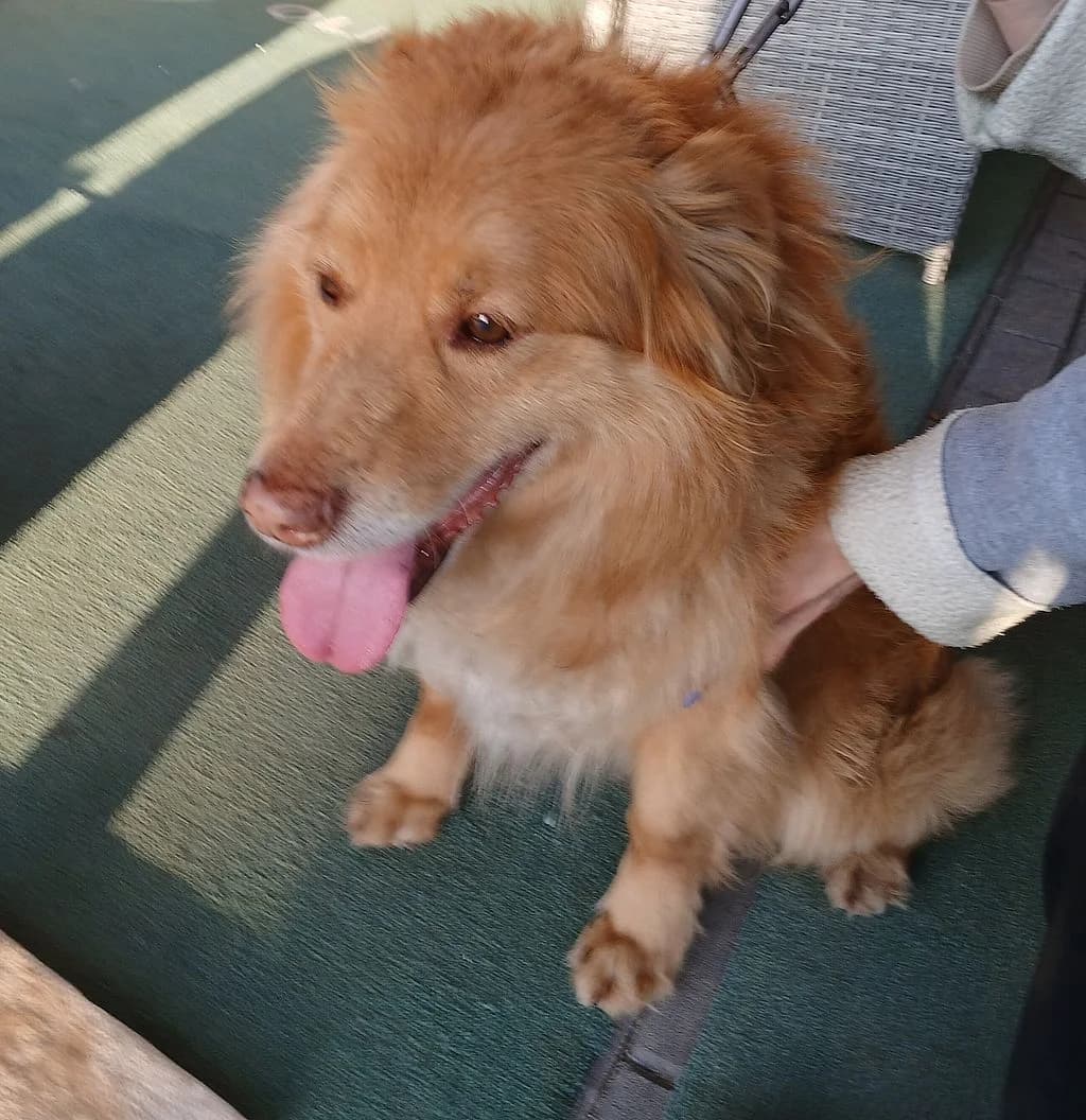 ZNALEZIONY, male mixed breed for adoption at Schronisko Promyk Gdańsk, Gdansk