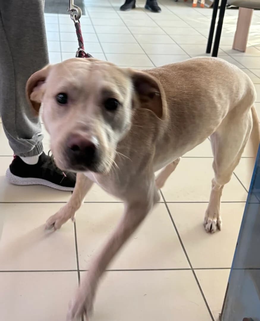 ZNALEZIONA, female mixed breed for adoption at Schronisko Promyk Gdańsk, Gdansk