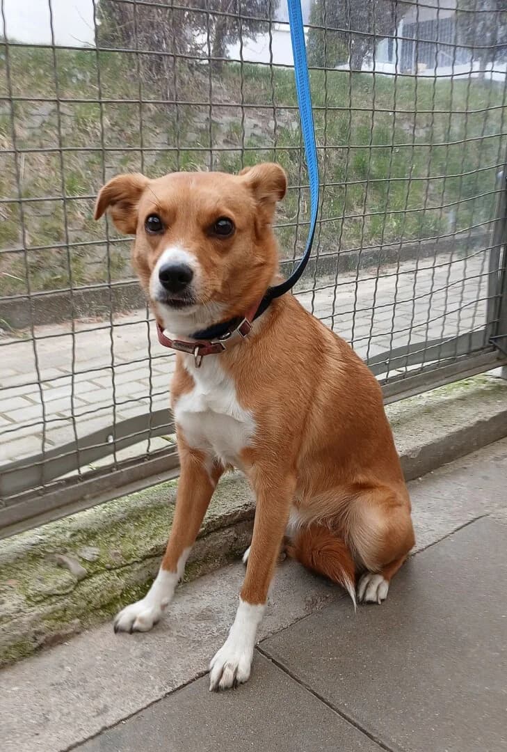 PRZYWIEZIONA, female mixed breed for adoption at Schronisko Promyk Gdańsk, Gdansk