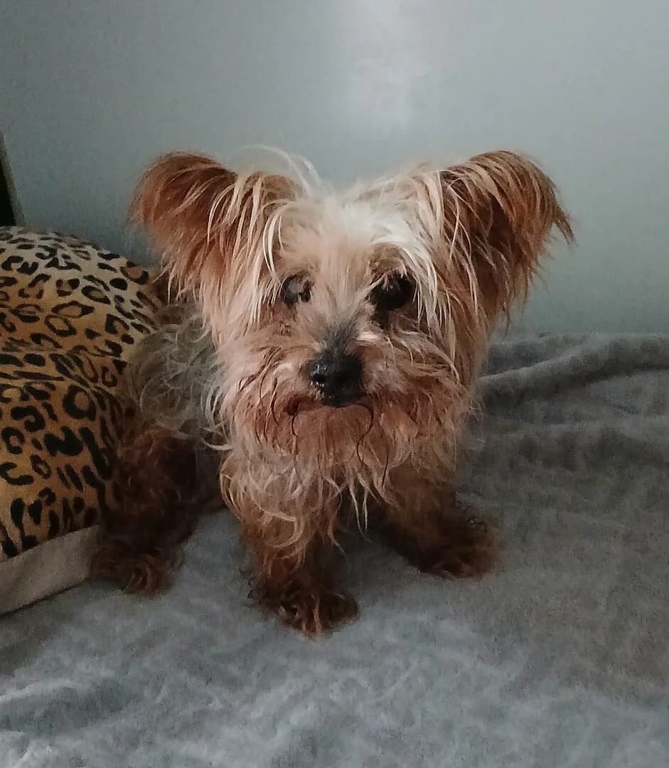 PRZYWIEZIONY, male mixed breed for adoption at Schronisko Promyk Gdańsk, Gdansk