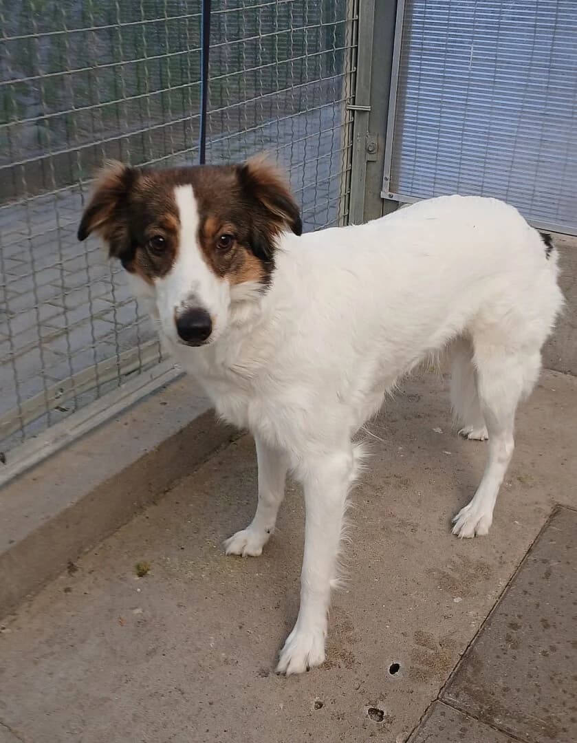 PRZYWIEZIONA, female mixed breed for adoption at Schronisko Promyk Gdańsk, Gdansk