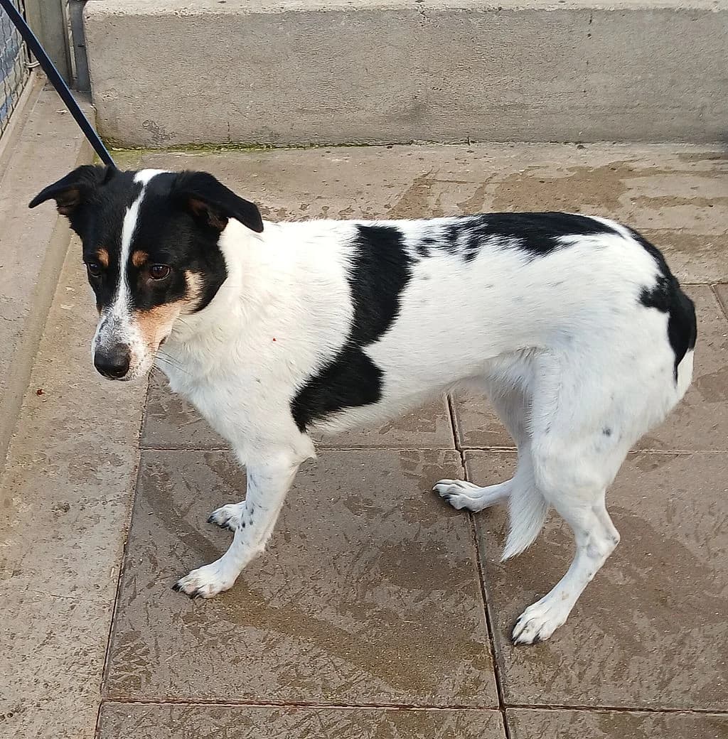 PRZYWIEZIONA, female mixed breed for adoption at Schronisko Promyk Gdańsk, Gdansk
