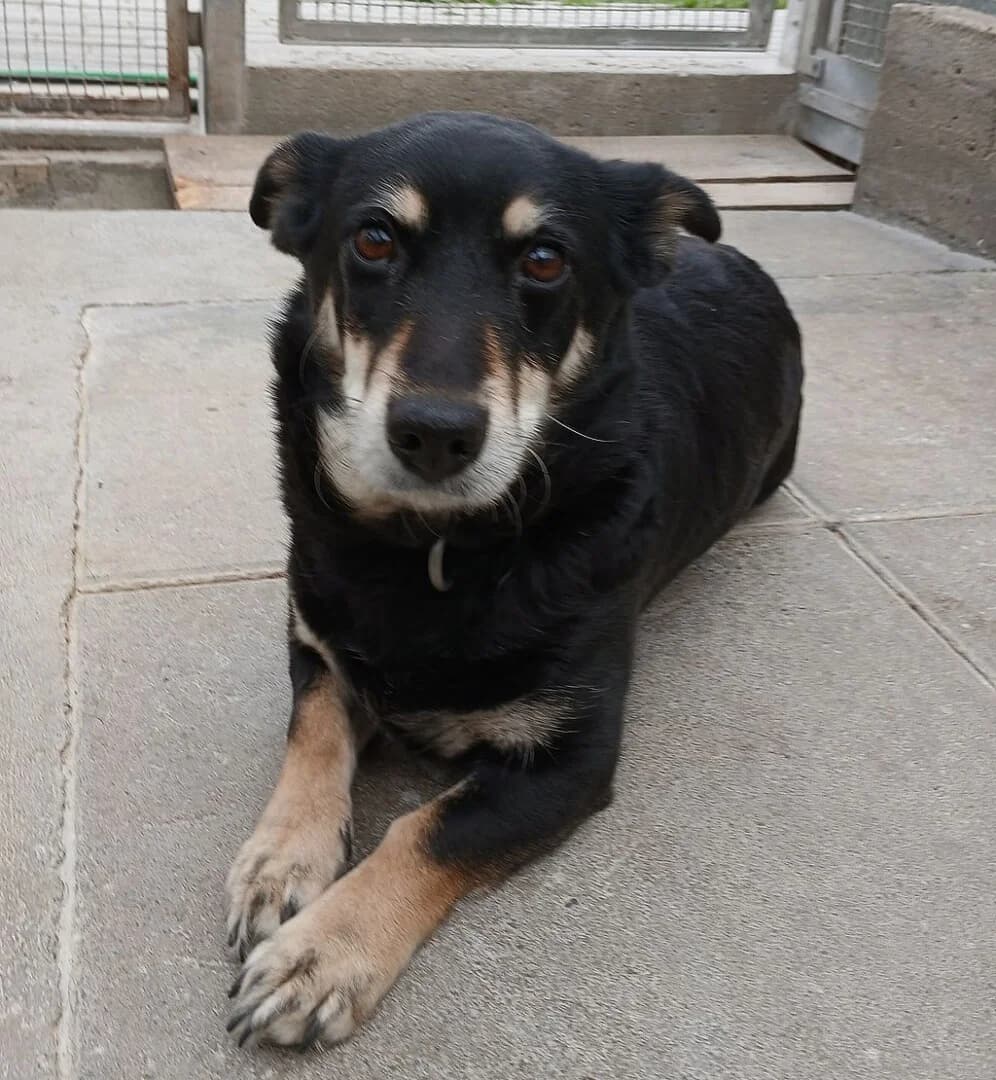 Z, female mixed breed for adoption at Schronisko Promyk Gdańsk, Gdansk