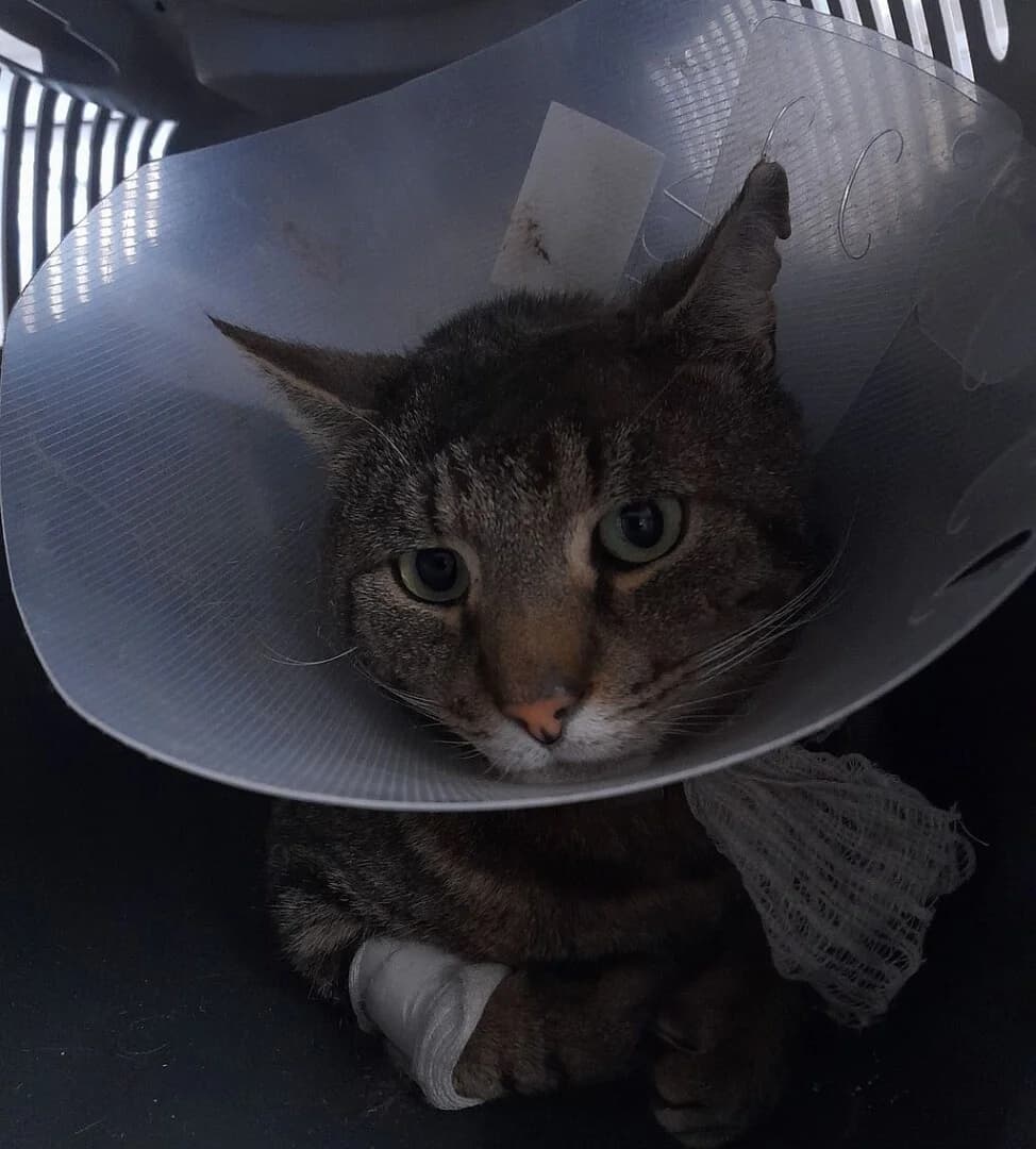 PRZYWIEZIONY, male mixed breed for adoption at Schronisko Promyk Gdańsk, Gdansk