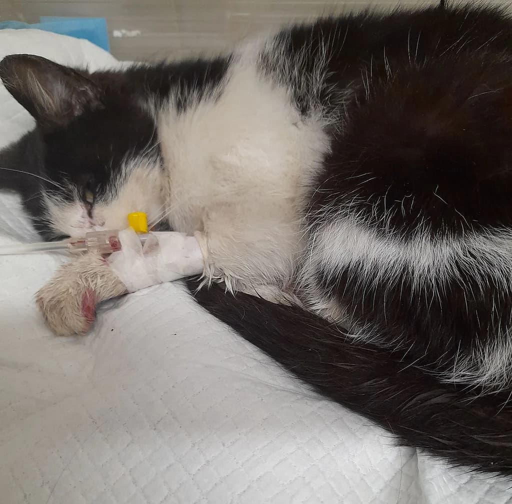 Z, female mixed breed for adoption at Schronisko Promyk Gdańsk, Gdansk