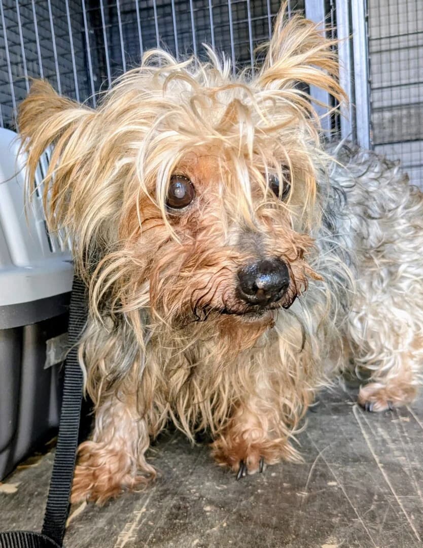 Z, female mixed breed for adoption at Schronisko Promyk Gdańsk, Gdansk