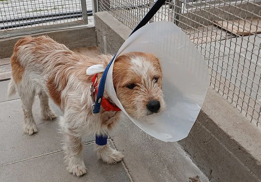 Z, male mixed breed for adoption at Schronisko Promyk Gdańsk, Gdansk