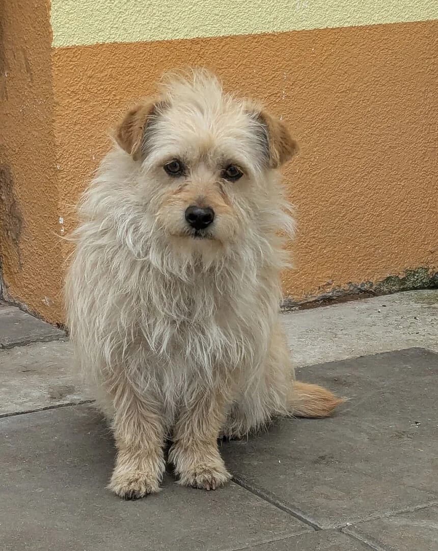 Z, male mixed breed for adoption at Schronisko Promyk Gdańsk, Gdansk
