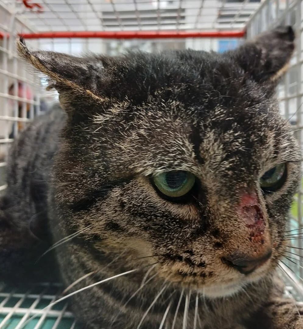 Z, male mixed breed for adoption at Schronisko Promyk Gdańsk, Gdansk
