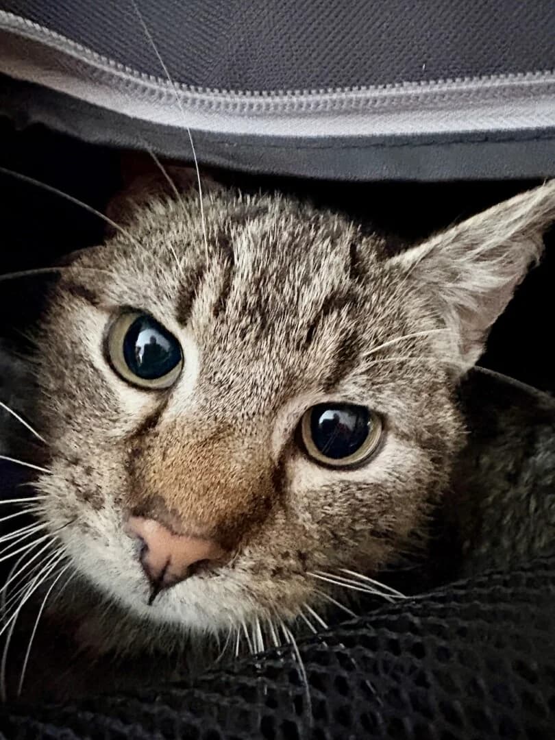 ZNALEZIONY, male mixed breed for adoption at Schronisko Promyk Gdańsk, Gdansk