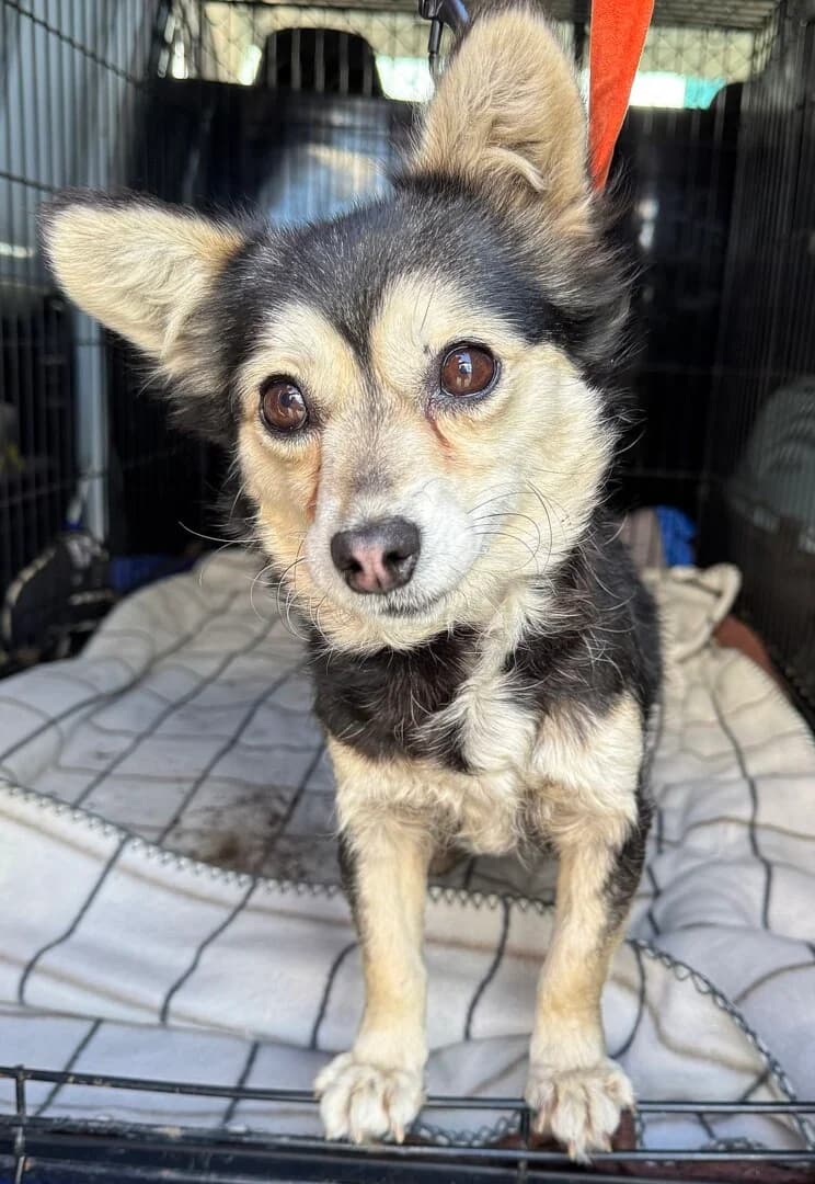 PRZYWIEZIONA, female mixed breed for adoption at Schronisko Promyk Gdańsk, Gdansk