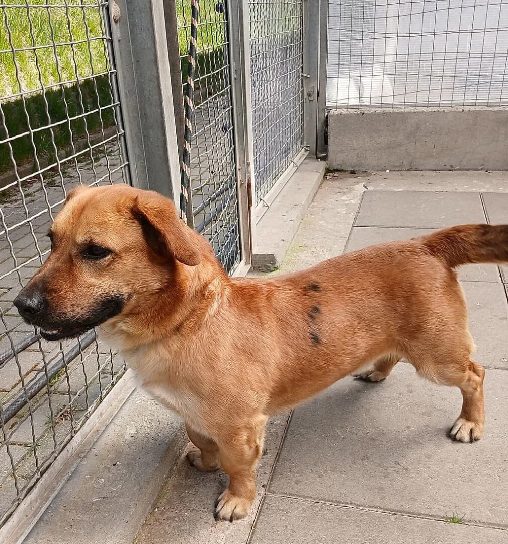 PRZYWIEZIONY, male mixed breed for adoption at Schronisko Promyk Gdańsk, Gdansk