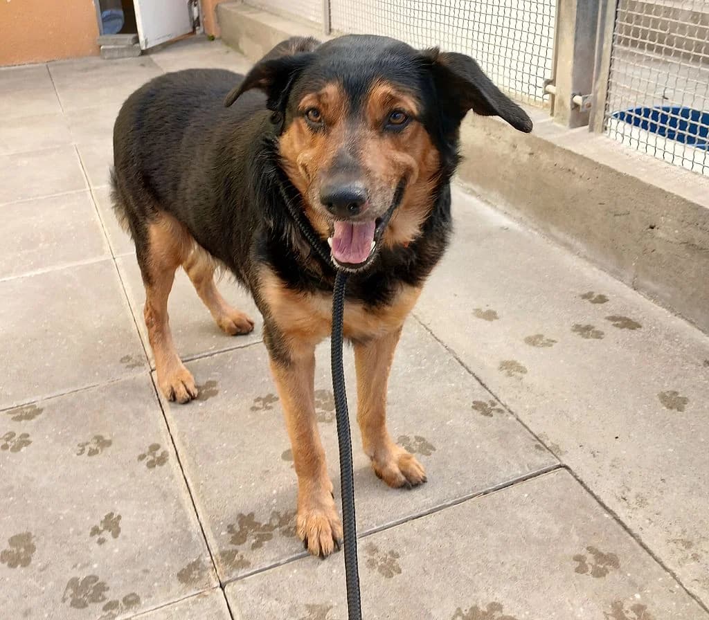 Z, male mixed breed for adoption at Schronisko Promyk Gdańsk, Gdansk