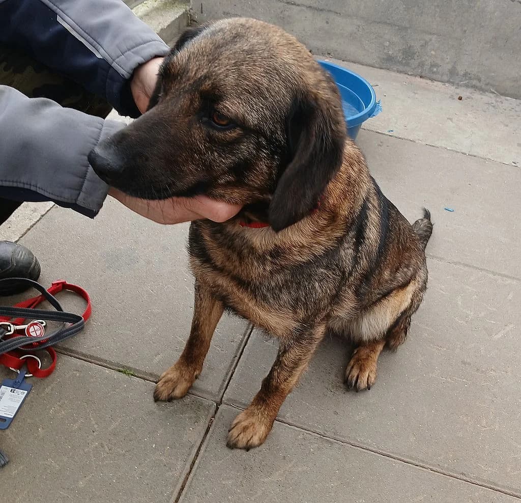 ZNALEZIONA, female mixed breed for adoption at Schronisko Promyk Gdańsk, Gdansk